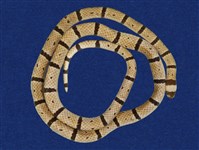 藏品(環紋赤蛇)的圖片